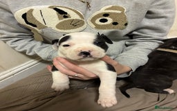 Mixed Breed dogs for sale: Staffordshire bull terrier  - Image 3