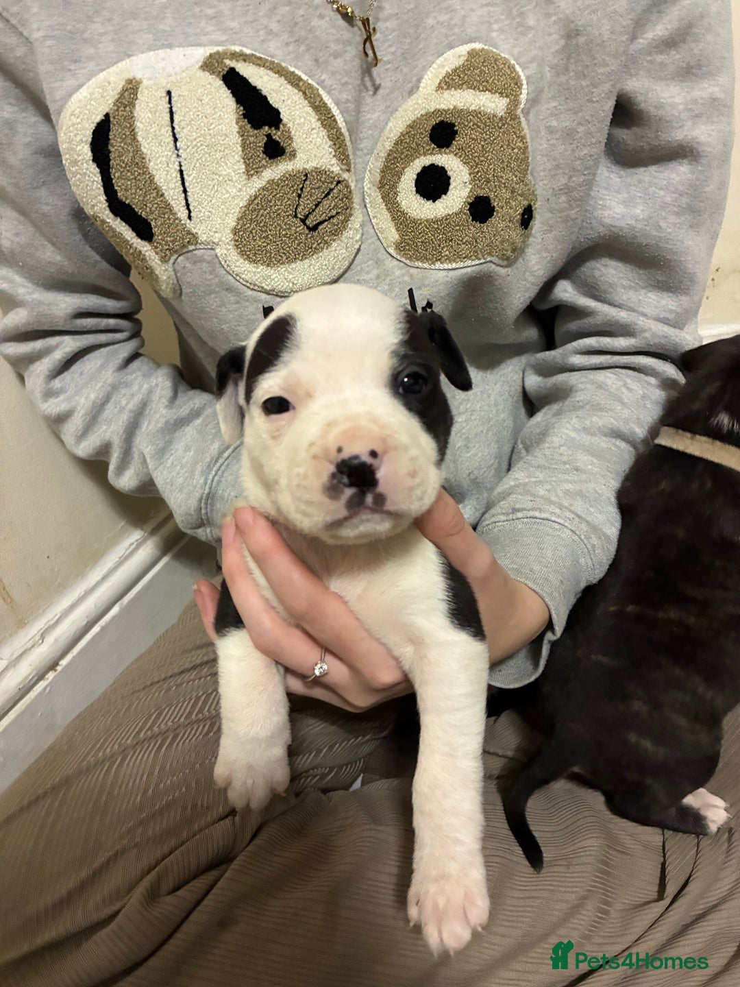 Mixed Breed dogs for sale: Staffordshire bull terrier  - Image 3
