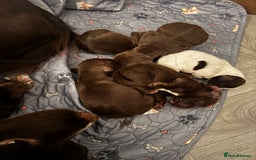 Cocker Spaniel dogs for sale: Beautiful Working Cockers Fully Health Tested  - Image 4