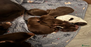 Cocker Spaniel dogs - Advert 3