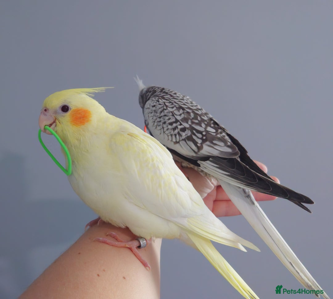 Cockatiels birds for sale: Hand reared silly tame DNA sexed baby cockatiels  - Image 36