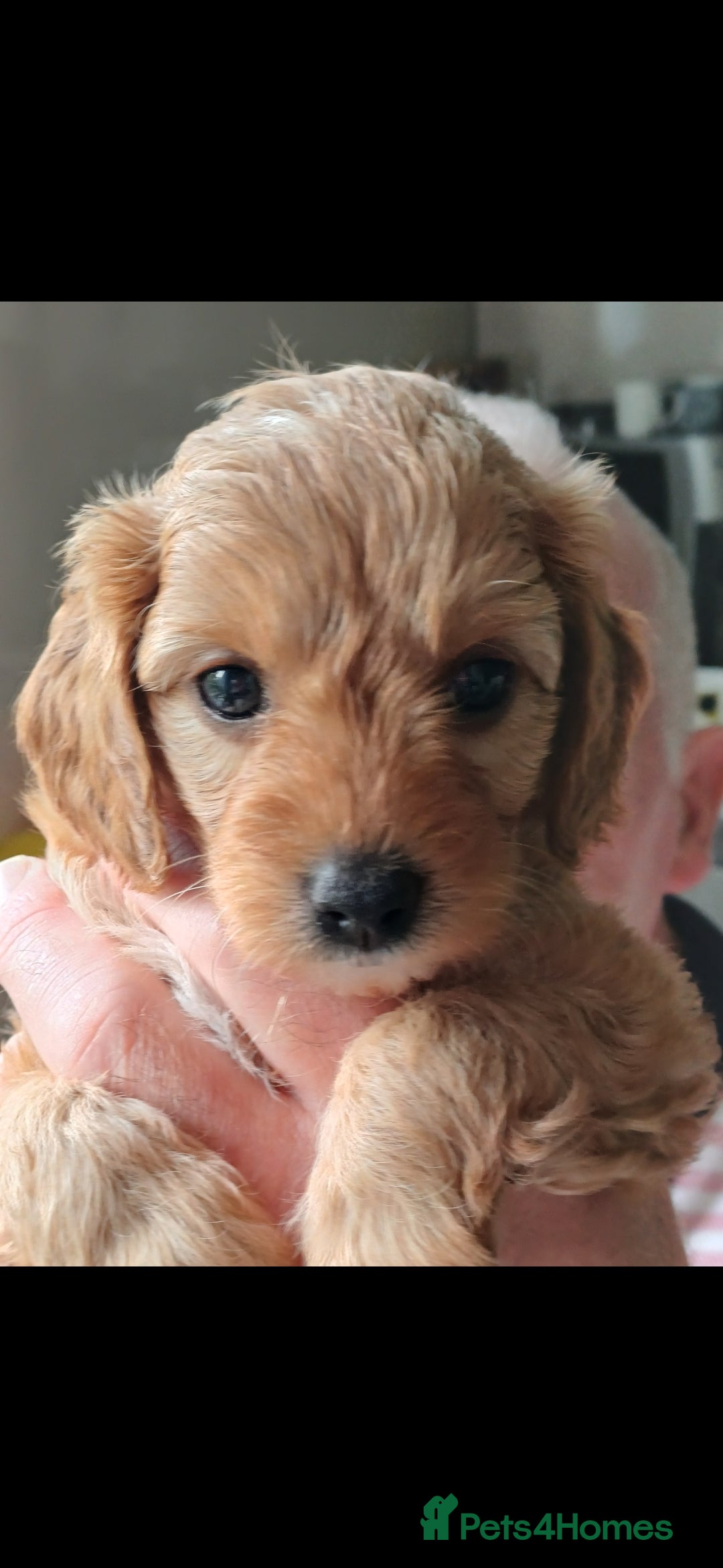 Cavapoo dogs HEALTH-TESTED CAVAPOOS. - Advert 2