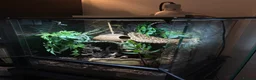 Gecko reptiles for sale: Crested gecko  in Glasgow - Advert 2