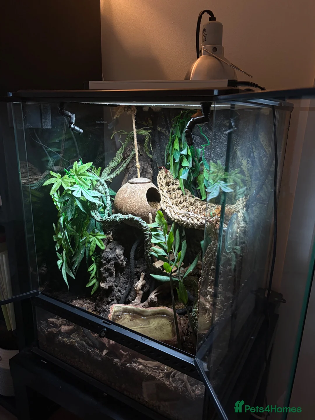 Gecko reptiles for sale: Crested gecko  in Glasgow - Advert 2