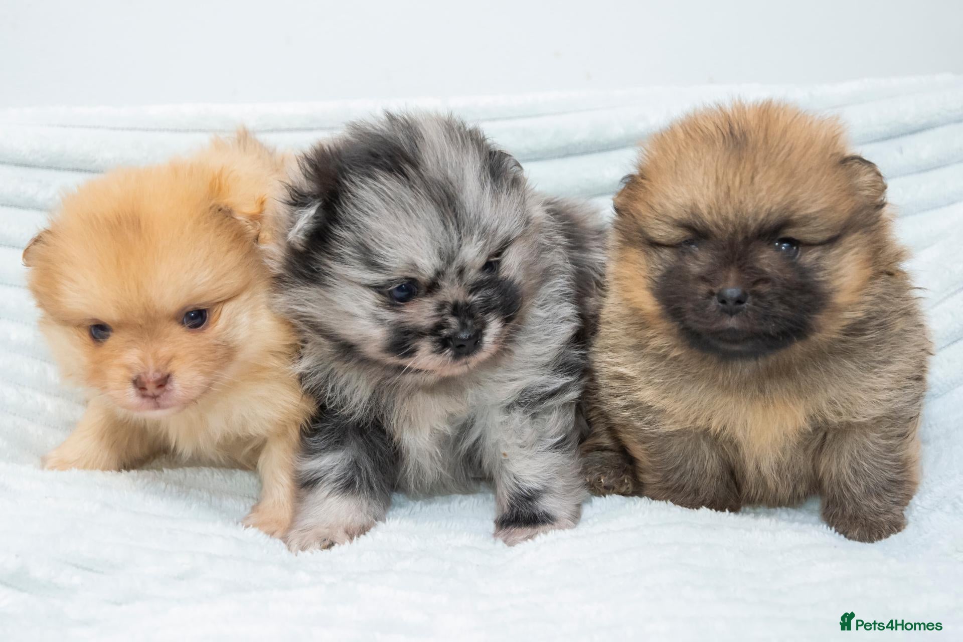 Pomeranian dogs Pomeranian puppies - Advert 12