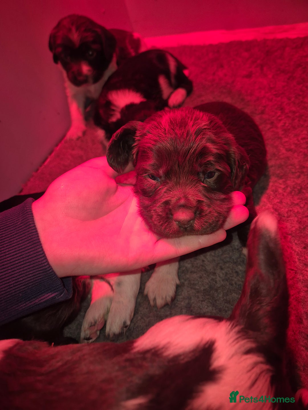 English Springer Spaniel dogs for sale: KC registered springer pups - Advert 7