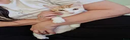 Mixed Breed cats for adoption:  🌽 Meet Corn in Edinburgh - Advert 2