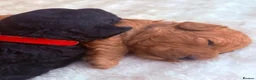 Cavapoo dogs for sale: Cavapoo puppies  - Advert 7