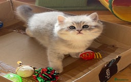 British Shorthair cats for sale: 3 GCCF British Shorthair Kittens– Champion Lines - Image 9