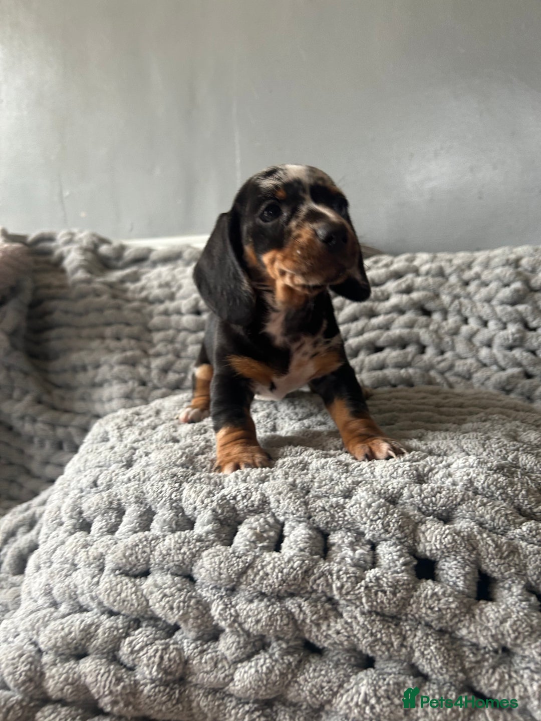 Miniature Dachshund dogs for sale: 4 beautiful daschunds  - Image 7