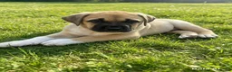 Mixed Breed dogs for sale:  £850! Ready! Stunning Kangal cross  - Advert 5