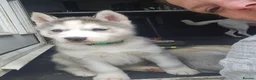 Siberian Husky dogs for sale: Husky pups looking for forever homes  in Shipley - Advert 9