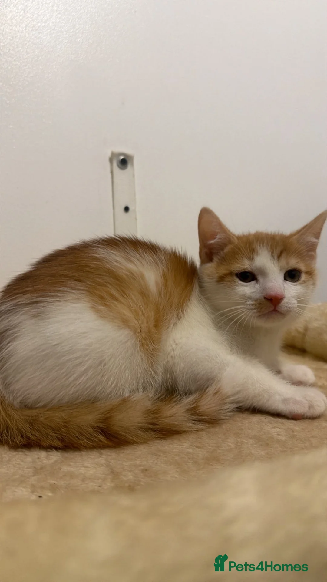 Mixed Breed cats for sale: X5 Ginger Kittens - Ready to leave! - Advert 13