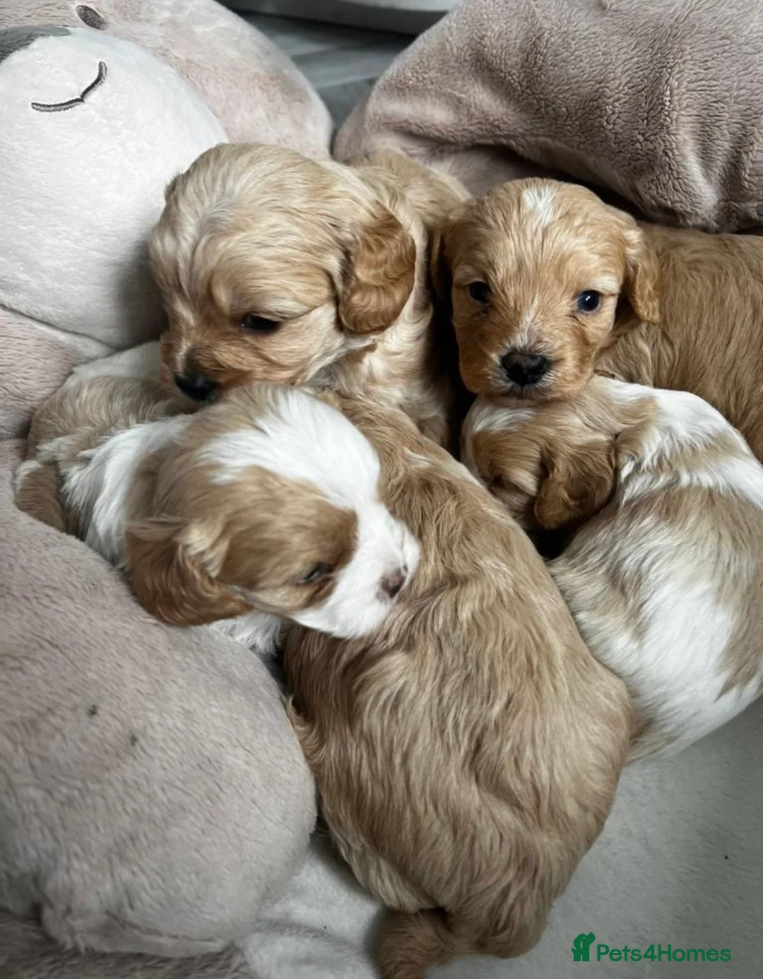 Cavalier King Charles Spaniel dogs for stud: kc Cavalier, King, Charles stud 🐶 in Sandbach - Advert 10