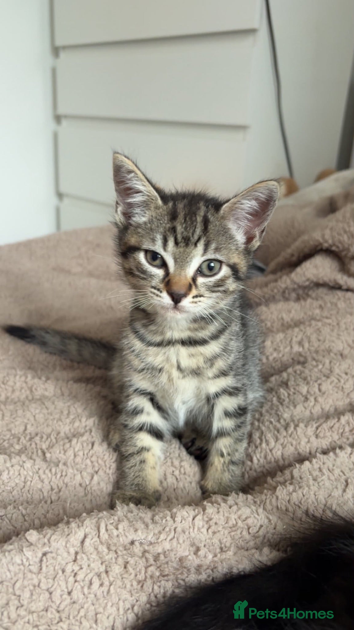 Mixed Breed cats Kittens for sale! - Advert 1