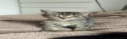 Mixed Breed cats for sale: Kittens for sale! - Advert 1