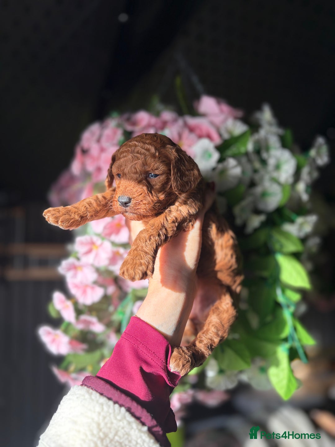 Cockapoo dogs for sale: 3 teddy bear F2 Cockapoo girls available  - Advert 12