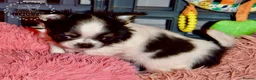 Chihuahua dogs for sale: Beautiful long coat chihuahua puppies - Advert 7