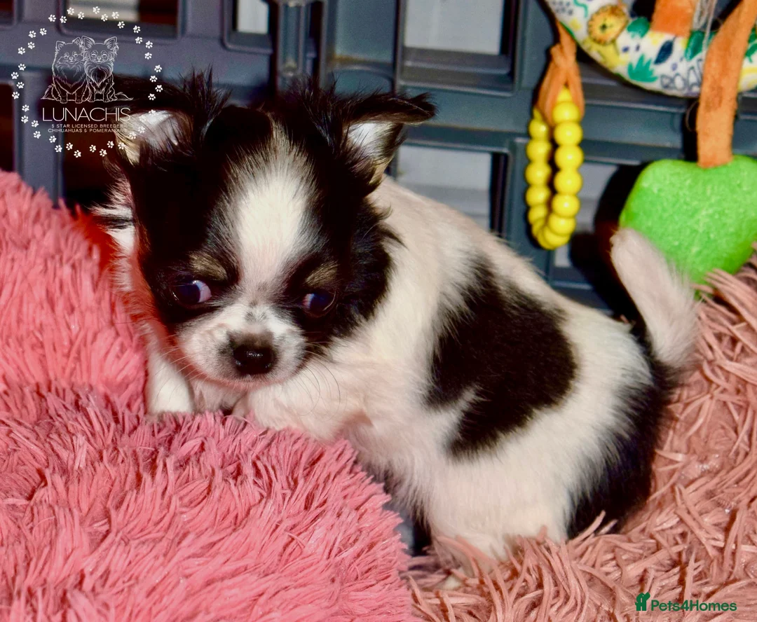 Chihuahua dogs for sale: Beautiful long coat chihuahua puppies - Advert 7