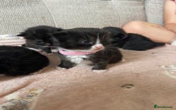 Mixed Breed cats for sale: 4 fluffy Russian blue mix kittens  - Image 9