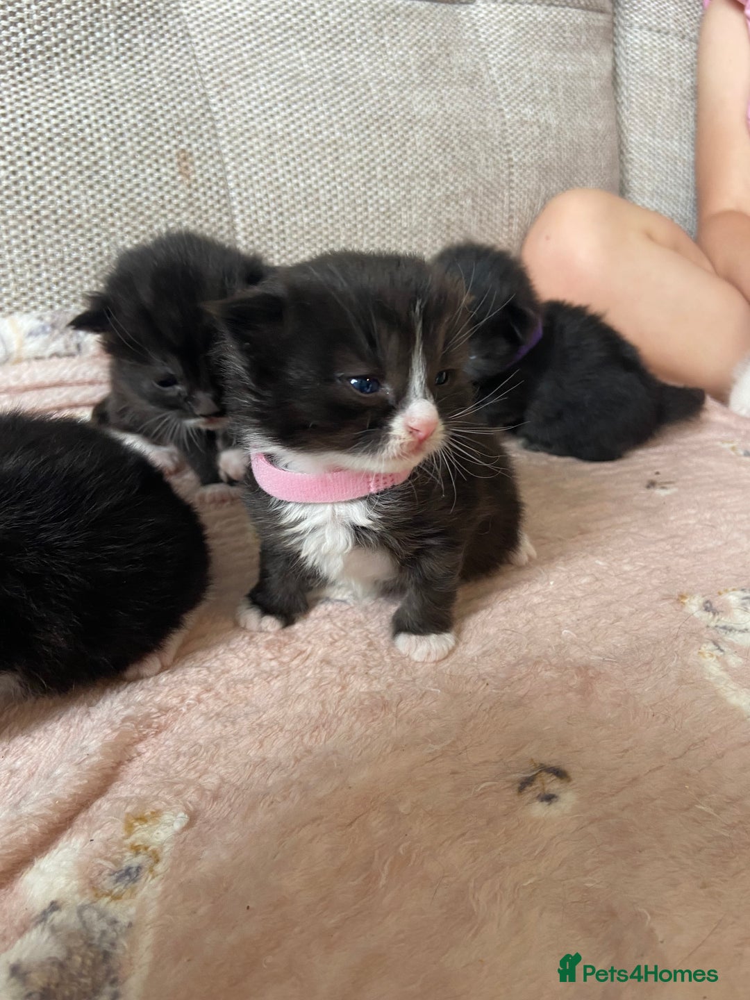 Mixed Breed cats for sale: 4 fluffy Russian blue mix kittens  - Image 9