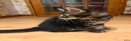 Maine Coon cats for sale: Fluffy Maine Coon Kittens - Advert 30