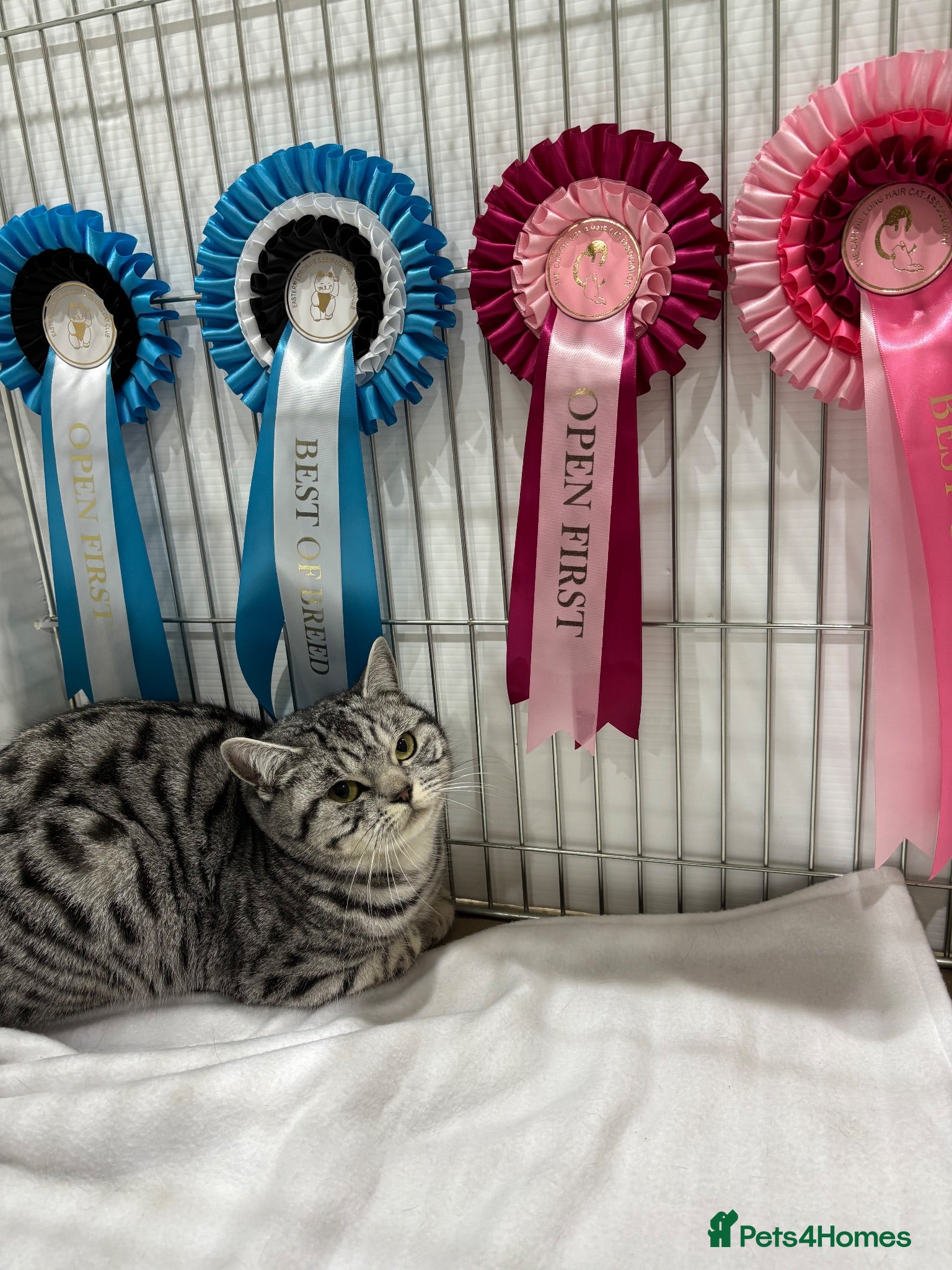 British Shorthair cats Black Silver Spotted/Tabby British Shorthair  - Advert 2