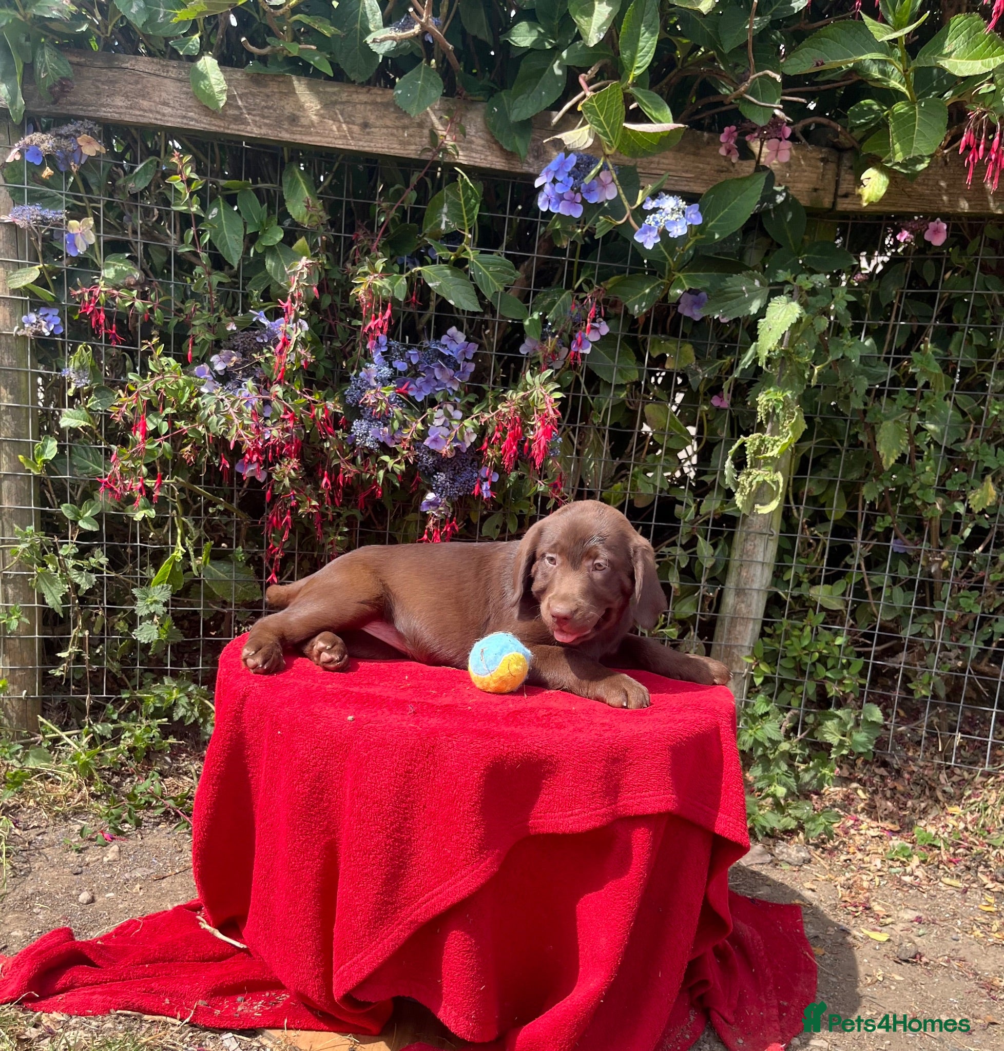 Labrador Retriever dogs ⭐️ READY NOW KC Chocolate Lab Puppies ⭐️ - Advert 2