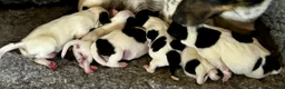 Jack Russell dogs for sale: Superb KC Reg’d Jack Russell Female Pup DNA CLEAR - Advert 4