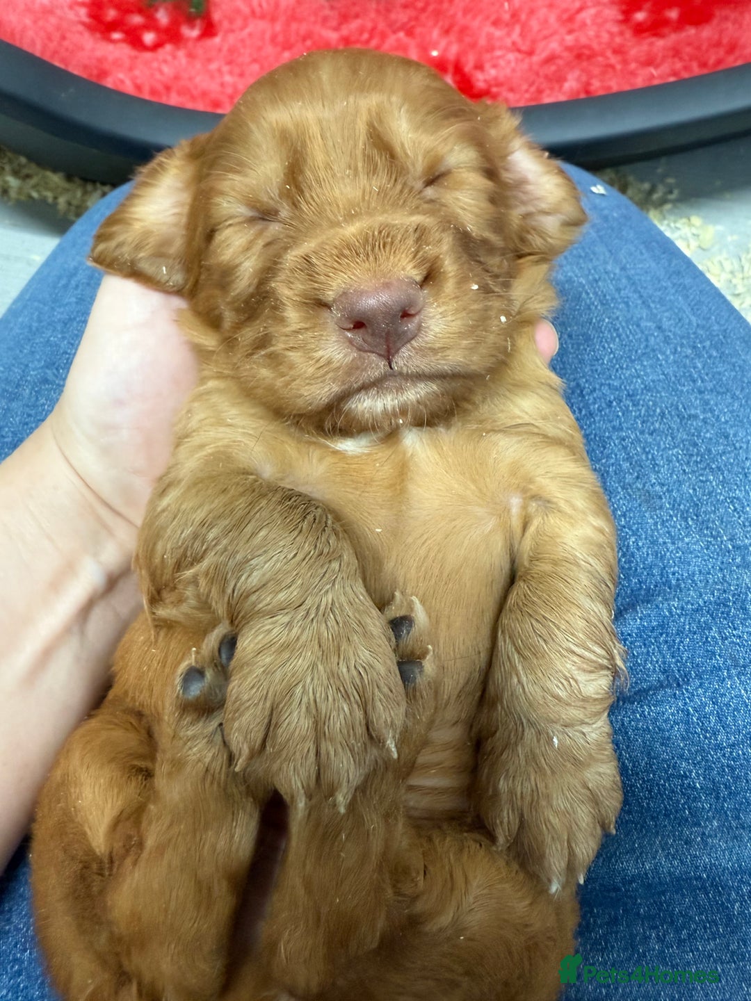 Cocker Spaniel dogs for sale: Stunning KC Working Cocker Spaniel Pups - Image 15