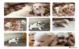 Mixed Breed dogs for sale: Pomeranian × Poodle × Chihuahua Puppies  - Image 1