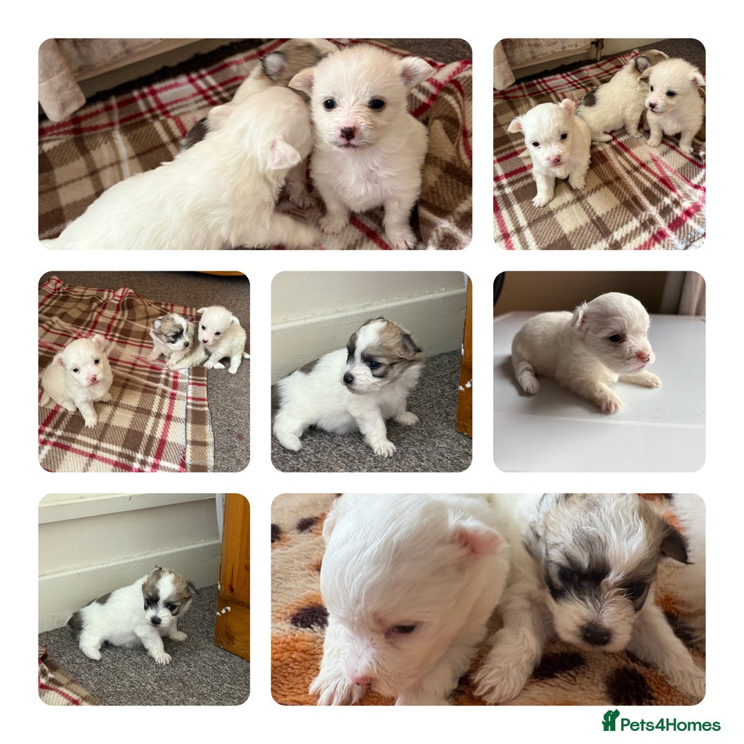 Mixed Breed dogs for sale: Pomeranian × Poodle × Chihuahua Puppies  - Image 1