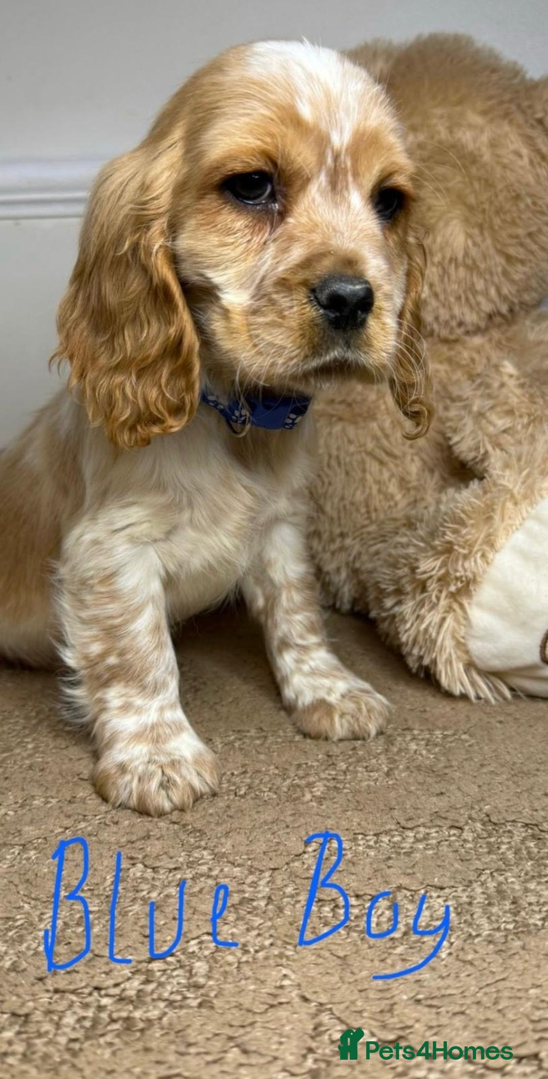 Cavapoo dogs for sale: F2 Cavapoo puppies 🐶 - Advert 13