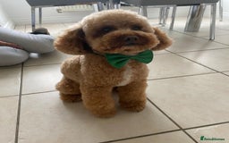 Toy Poodle dogs for stud: Toy Poodle For Stud - Image 4