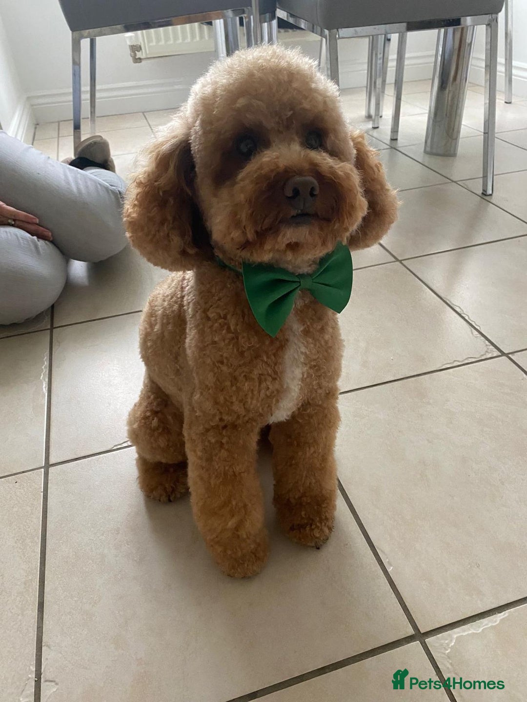 Toy Poodle dogs for stud: Toy Poodle For Stud - Image 4