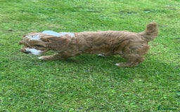 Cockapoo dogs for sale: Toy F1 Cockerpoo Puppies x2 girls x2 boys - Image 8