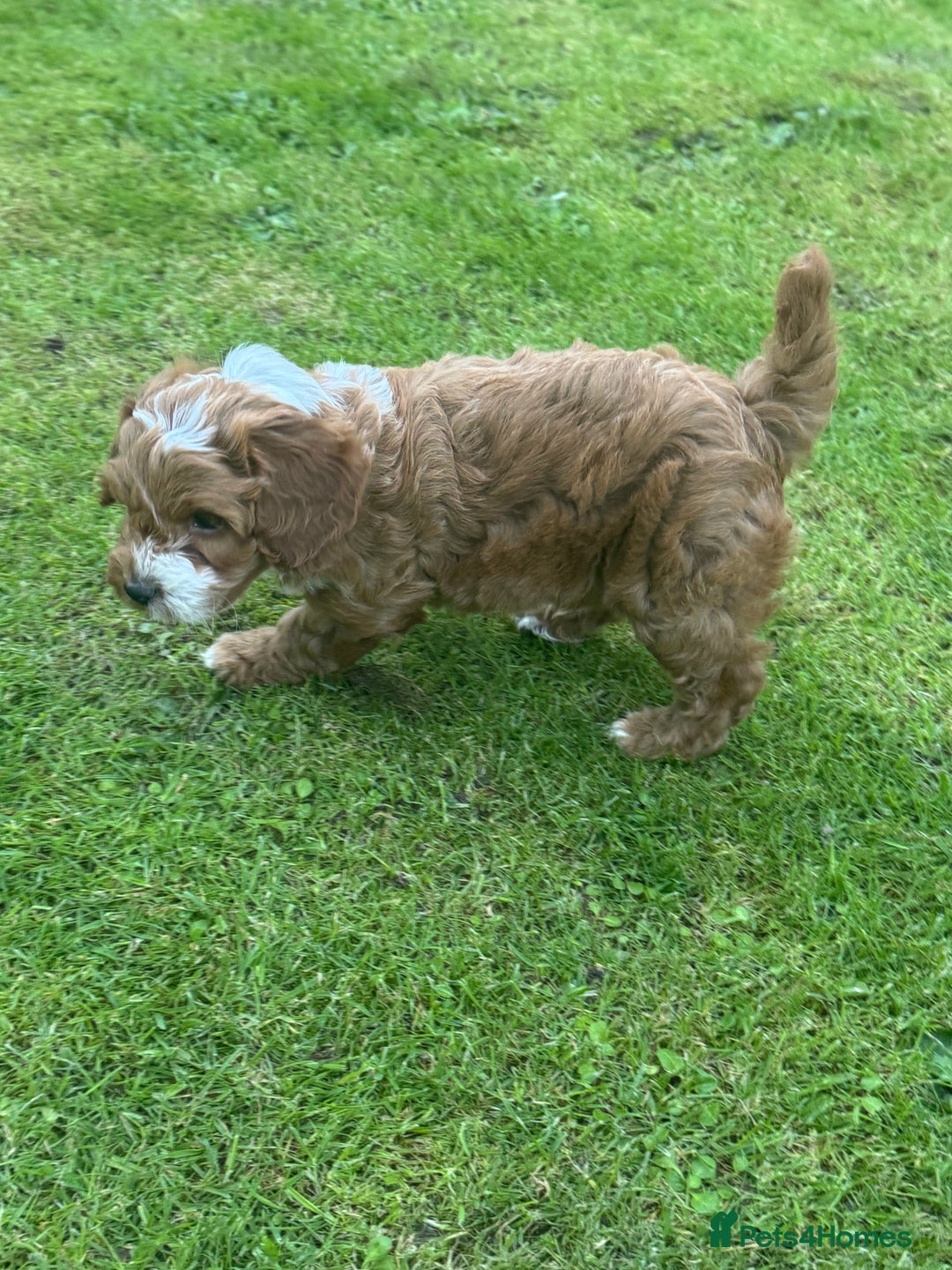 Cockapoo dogs for sale: Toy F1 Cockerpoo Puppies x2 girls x2 boys - Image 8
