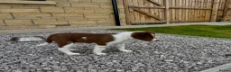 Border Collie dogs for sale: Stunning  Border collie puppy  - Advert 2