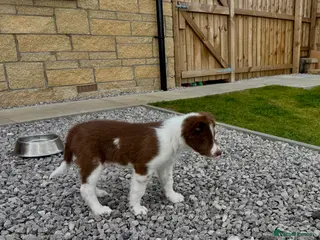 Border Collie dogs Stunning Border collie puppy - Advert 15