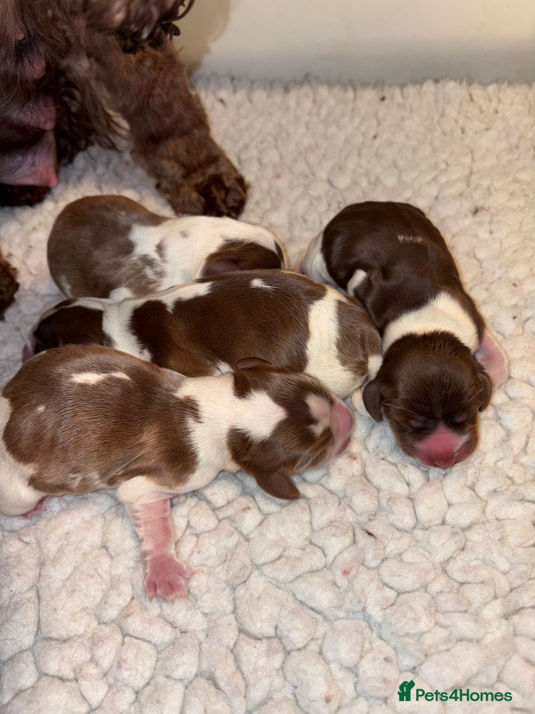 Cocker Spaniel dogs for sale: Exceptionally bred health tested KC Reg Cocker pup - Advert 2