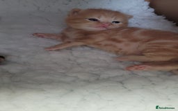 British Shorthair cats for sale: 3 stunning bsh kittens  - Image 1
