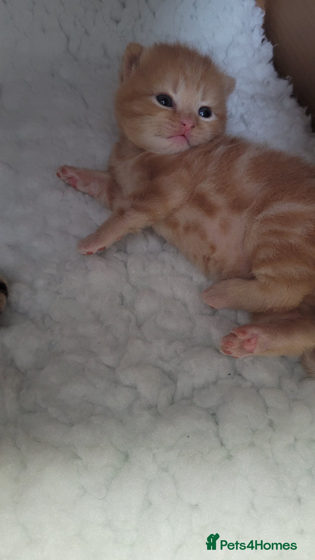 British Shorthair cats for sale: 3 stunning bsh kittens  - Image 1