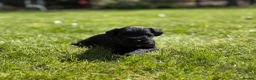 Miniature Schnauzer dogs for sale: All black mini schnauzer  - Advert 15