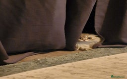 Scottish Fold cats for sale: Scottish fold long hair  - Image 5