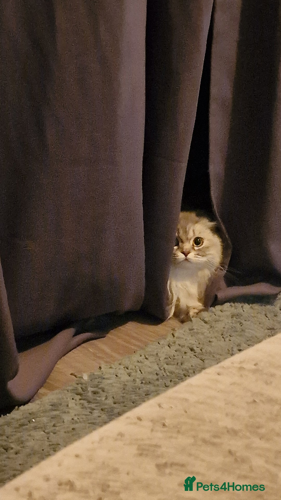 Scottish Fold cats for sale: Scottish fold long hair  - Image 5