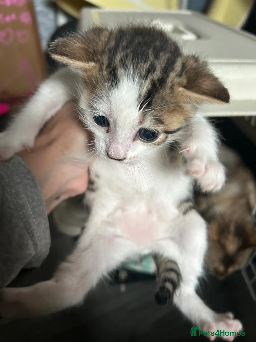 Bengal cats for sale: Bengal crossed  - Advert 2