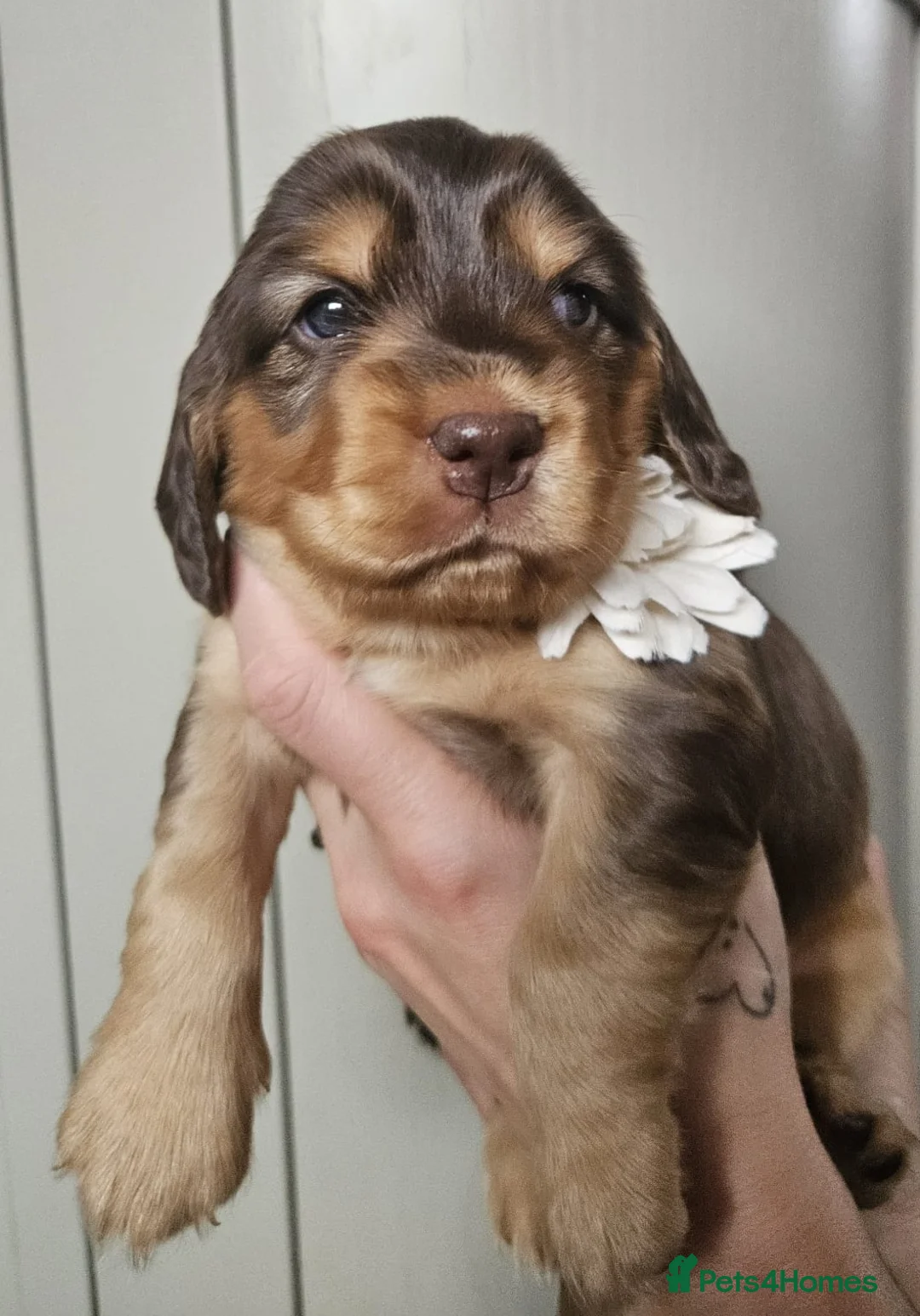 Cocker Spaniel dogs for sale: Show type Simbawood Cocker spaniel puppies  - Advert 7