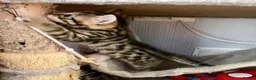 Bengal cats for sale: Beautiful Bengal Kittens for Sale, Pure Bengal Mum - Advert 13