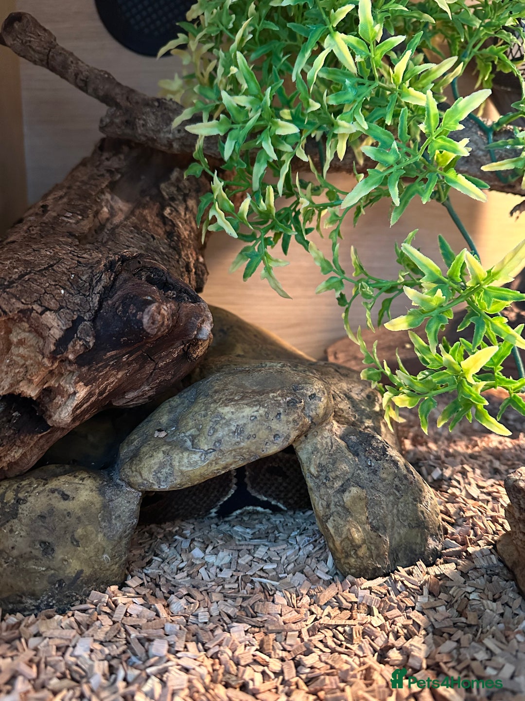 Python Snake reptiles for sale: Adult Male Royal (Ball) Python + Set Up - Advert 4