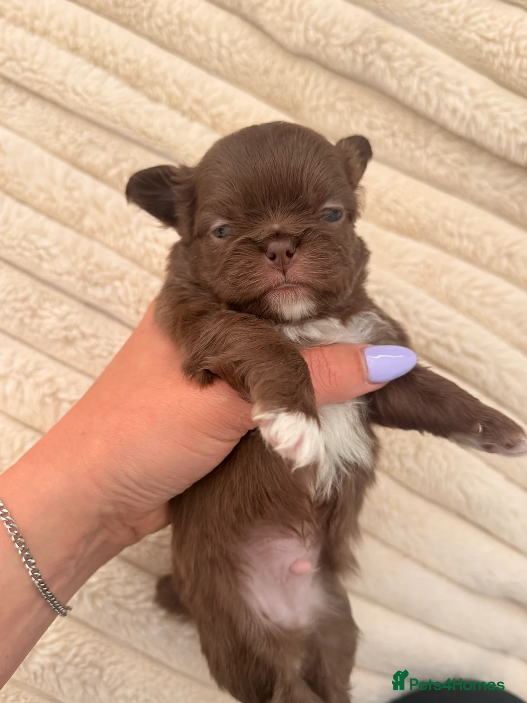 Chihuahua dogs for sale: Stunning Longcoat blue female & Choclate male  - Advert 2